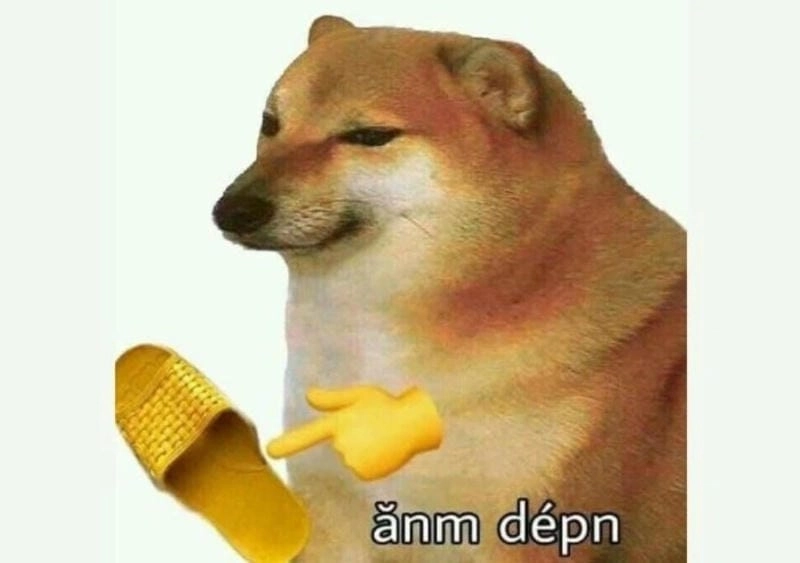 Khám phá những bức ảnh con chó meme hài hước