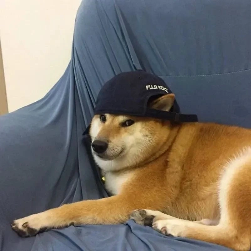 Thức dậy cùng những hình meme chó biểu cảm
