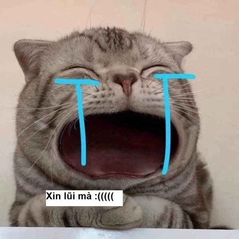 Lạc lối trong thế giới crying cat meme template