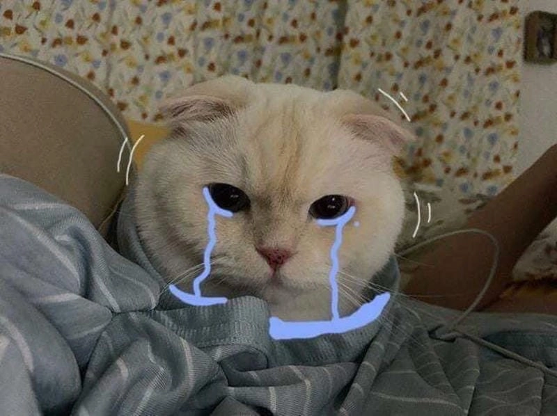 Thức dậy cùng những hình crying cat meme reaction