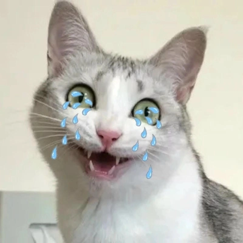 Cùng du ngoạn crying cat meme caption