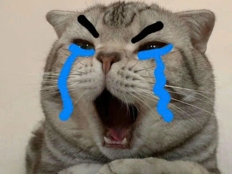 Tìm hiểu Lý do crying cat meme được yêu thích và viral