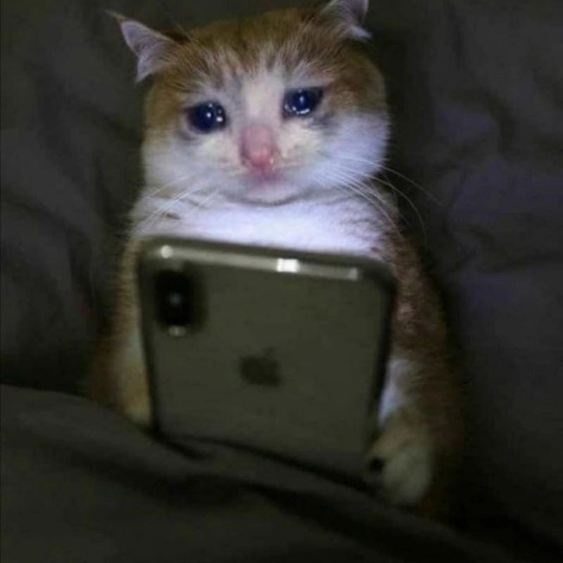 Săn lùng những khoảnh khắc crying cat meme viral