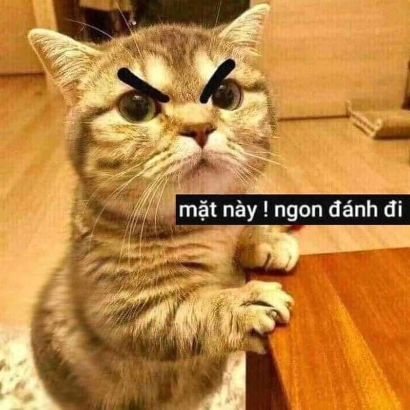 Thức dậy cùng những hình ảnh chế đánh meme
