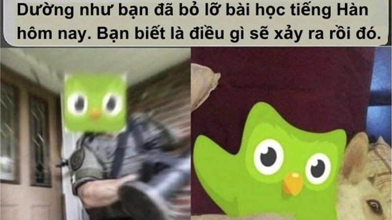 Sưu tầm những bức meme duolingo viral