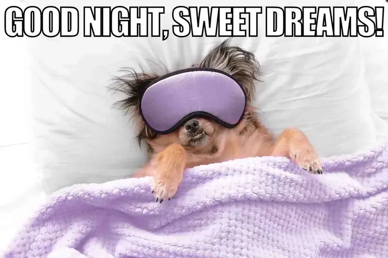 Khám phá những bức good night meme hài hước