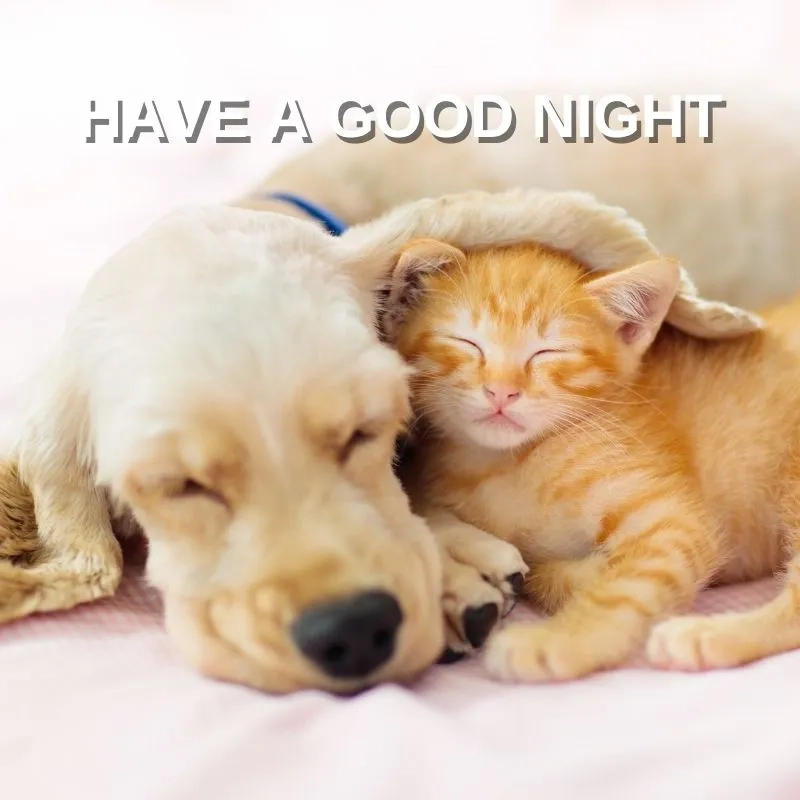 Lạc lối trong thế giới good night meme troll