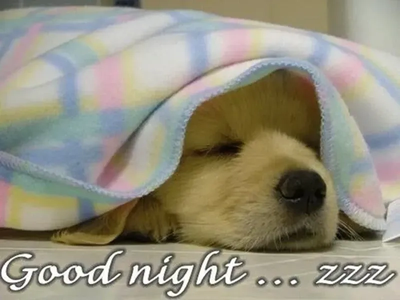 Tìm về good night meme vui nhộn