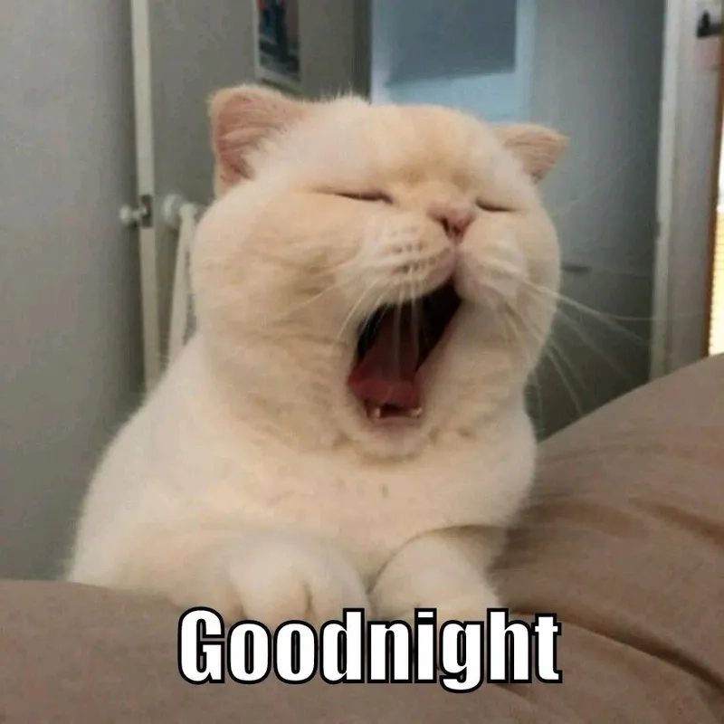 Ngắm nhìn vẻ đẹp good night meme biểu cảm