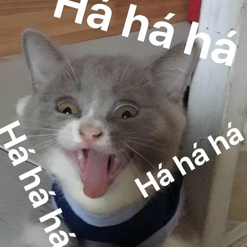Tìm hiểu Sức hút của meme haha