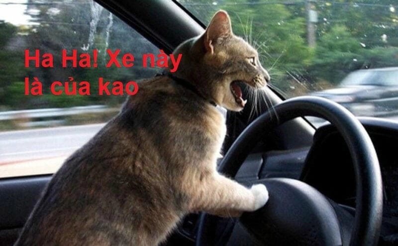 Thức dậy cùng những hình haha meme chế
