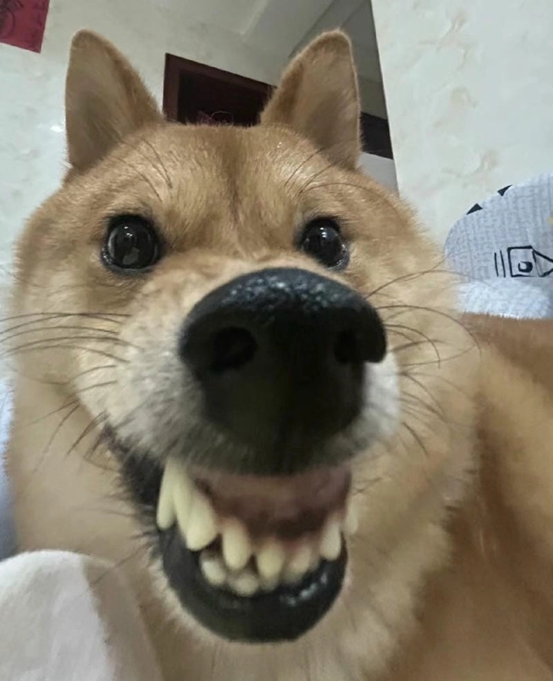 Tìm về haha meme hài hước