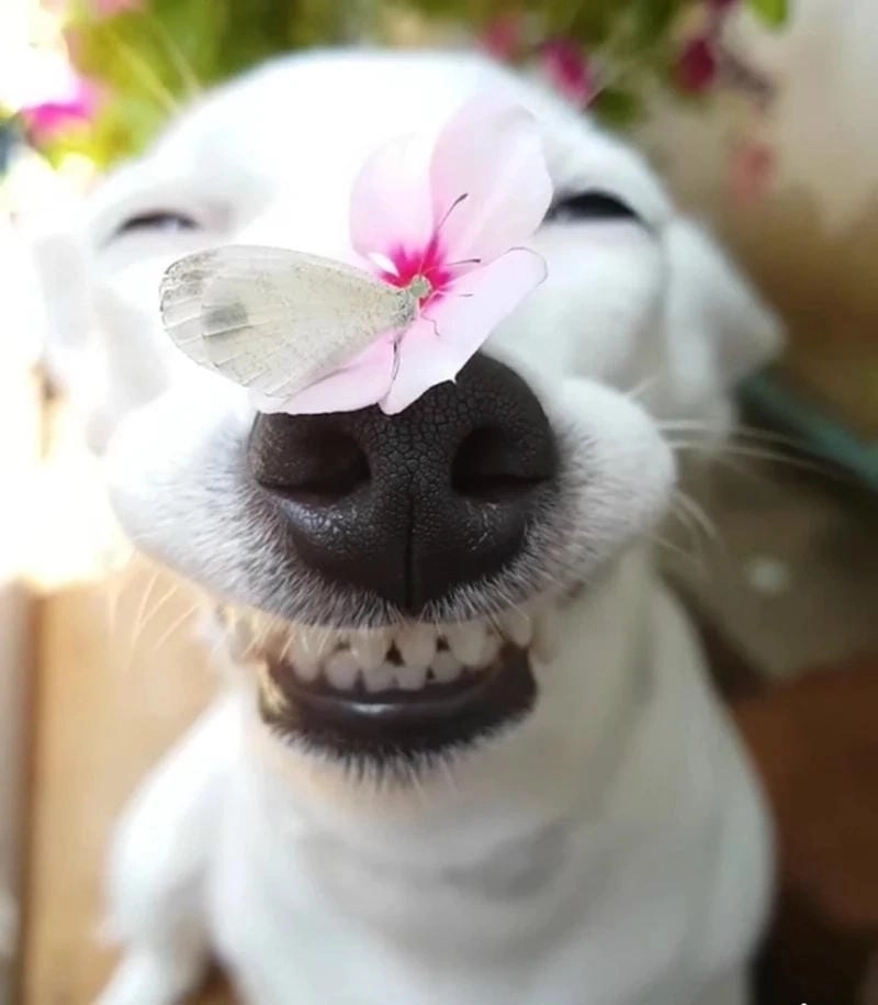 Ngắm nhìn vẻ đẹp haha meme tiếng Anh