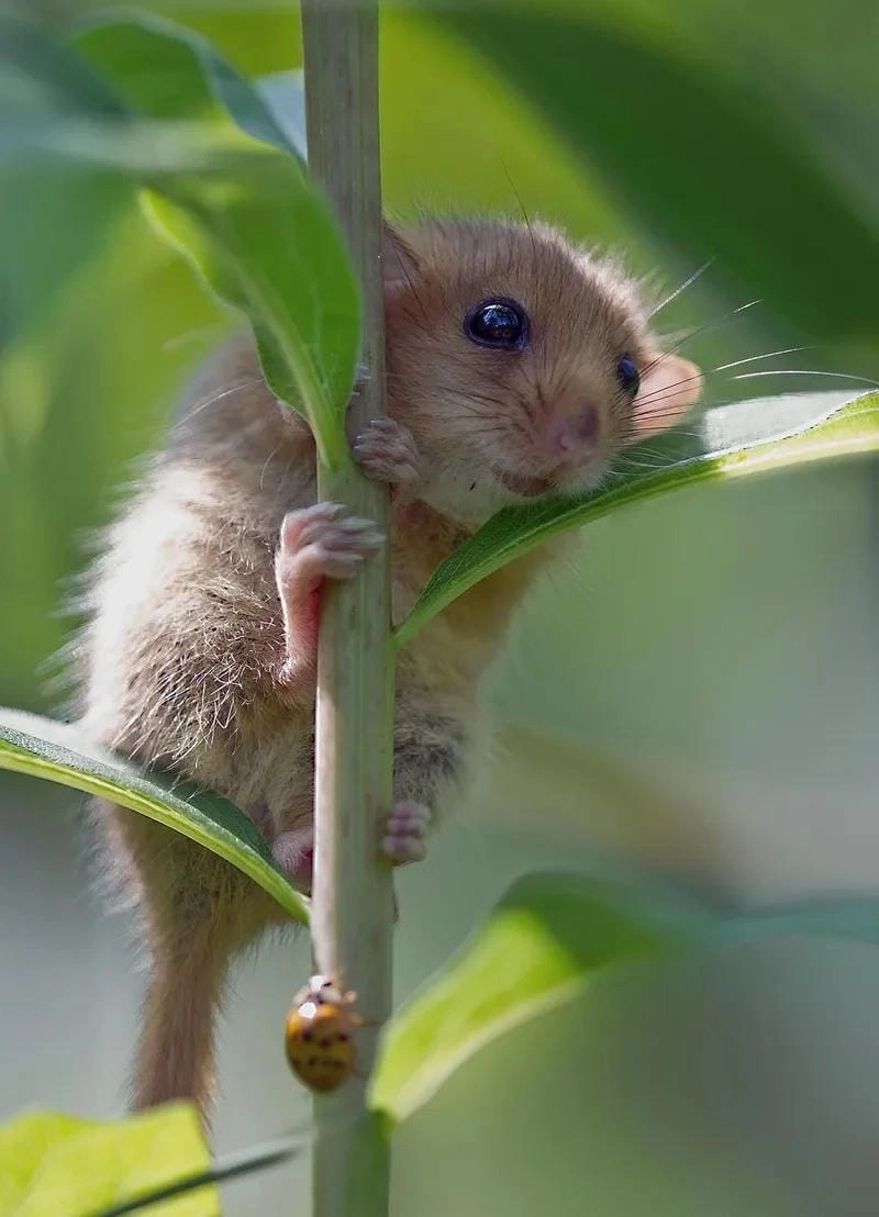 Lạc lối trong hamster meme giải trí