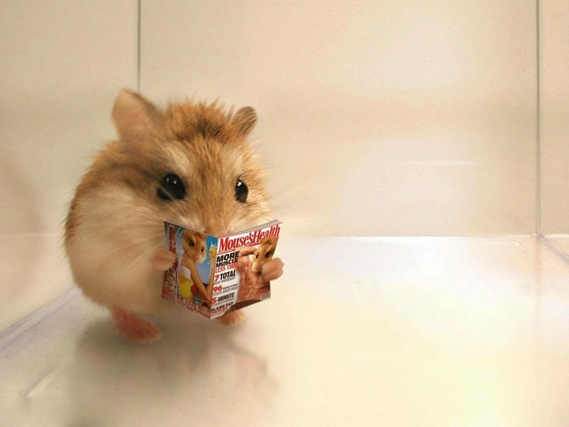 Cười sảng với hamster meme độc lạ