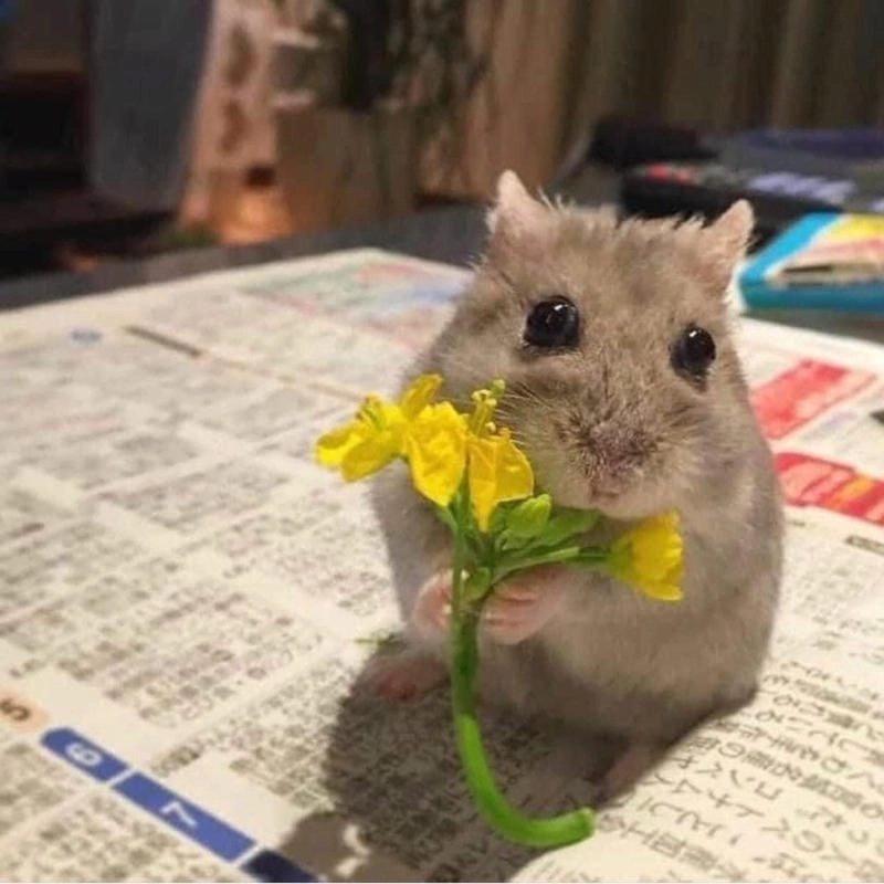 Khám phá những bức ảnh hamster meme hài hước