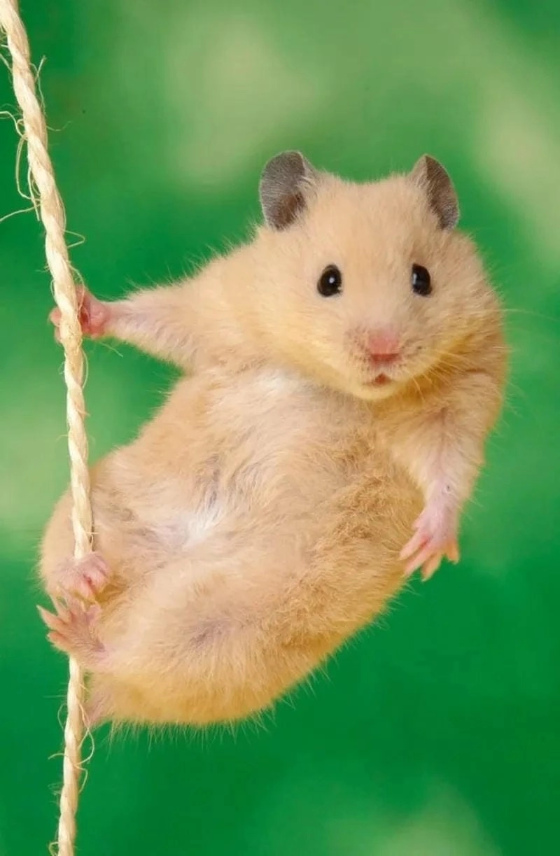 Lạc lối trong thế giới hamster meme vui nhộn