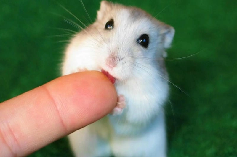 Thức dậy cùng những hình hamster meme dễ thương
