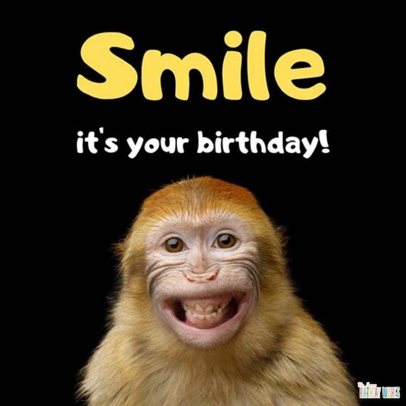 Ngắm nhìn vẻ đẹp happy birthday meme đáng yêu