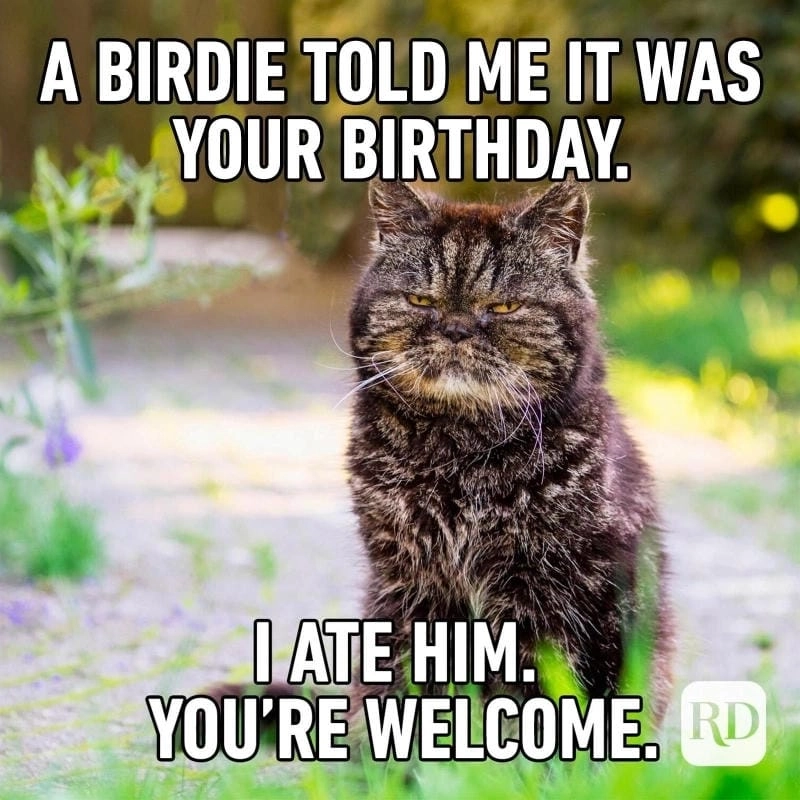 Khám phá những bức ảnh happy birthday meme hài hước