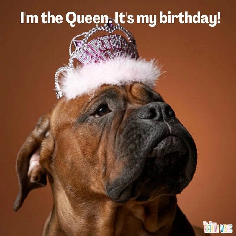 Cùng cười với những hình happy birthday meme buồn cười