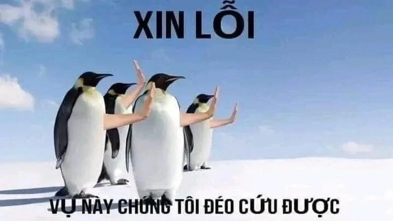 Thức dậy cùng những hình hết cứu nổi meme dễ thương