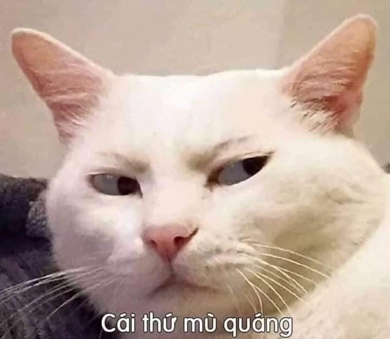 Cùng du ngoạn hình meme hot trend