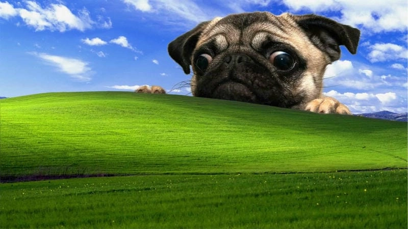 Săn lùng những khoảnh khắc ảnh nền PC meme