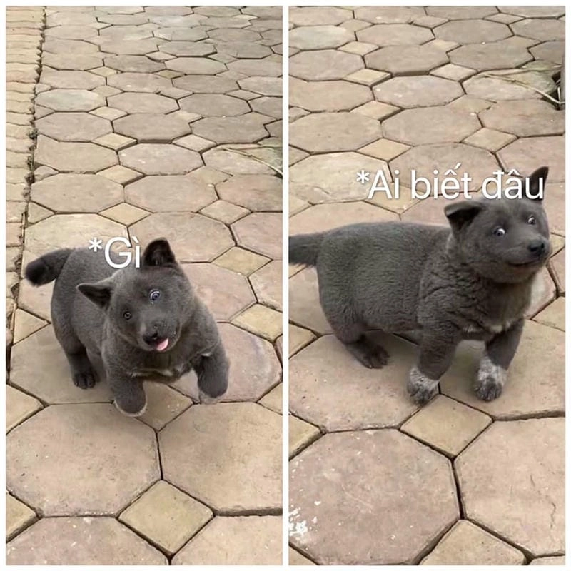 Khám phá những bức ảnh meme ai biết gì đâu hài hước