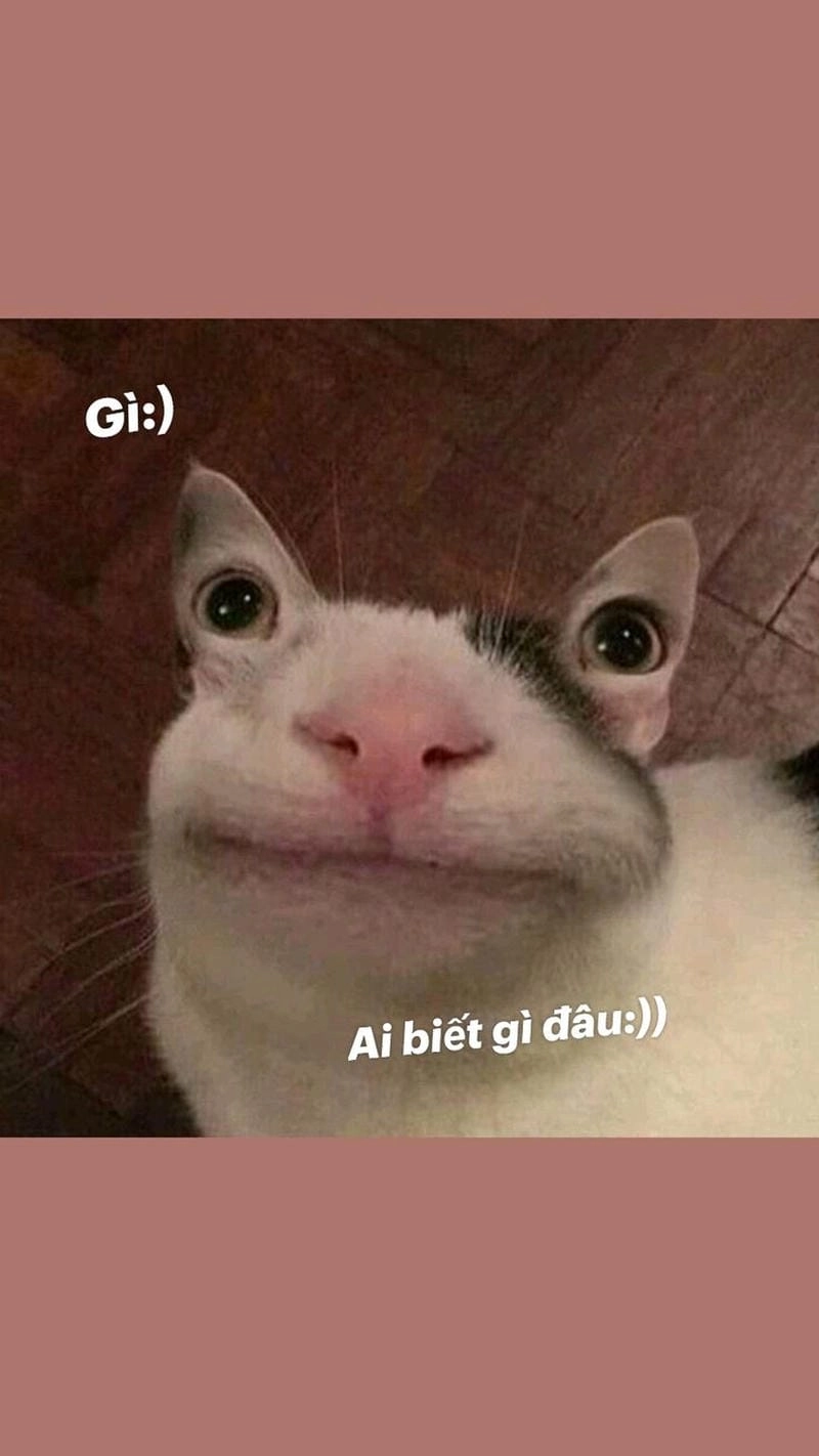 Săn lùng những khoảnh khắc meme ai biết gì đâu buồn cười