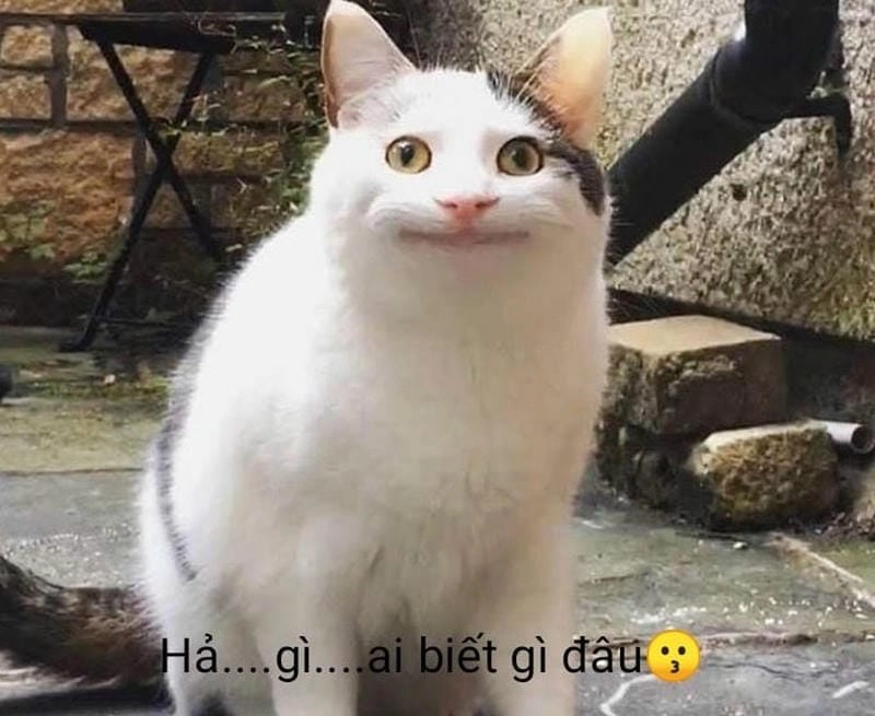 Lạc lối trong thế giới meme ai biết gì đâu biểu cảm