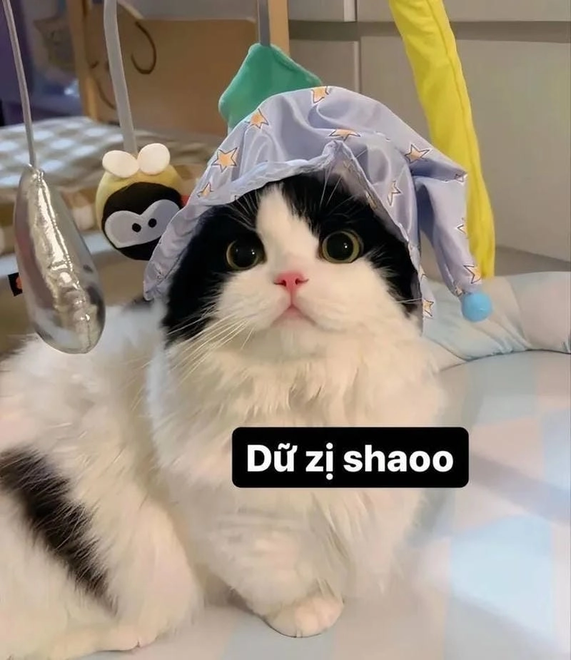 Cùng cười với những hình ảnh meme vui