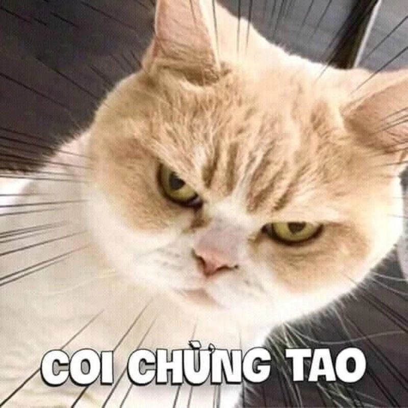 Thức dậy cùng những hình meme ảnh độc đáo