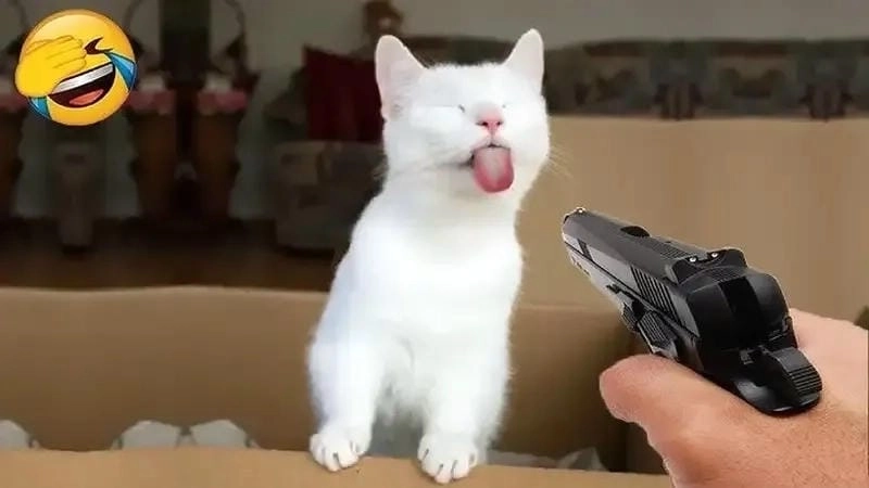 Ngắm nhìn vẻ đẹp meme bắn súng biểu cảm