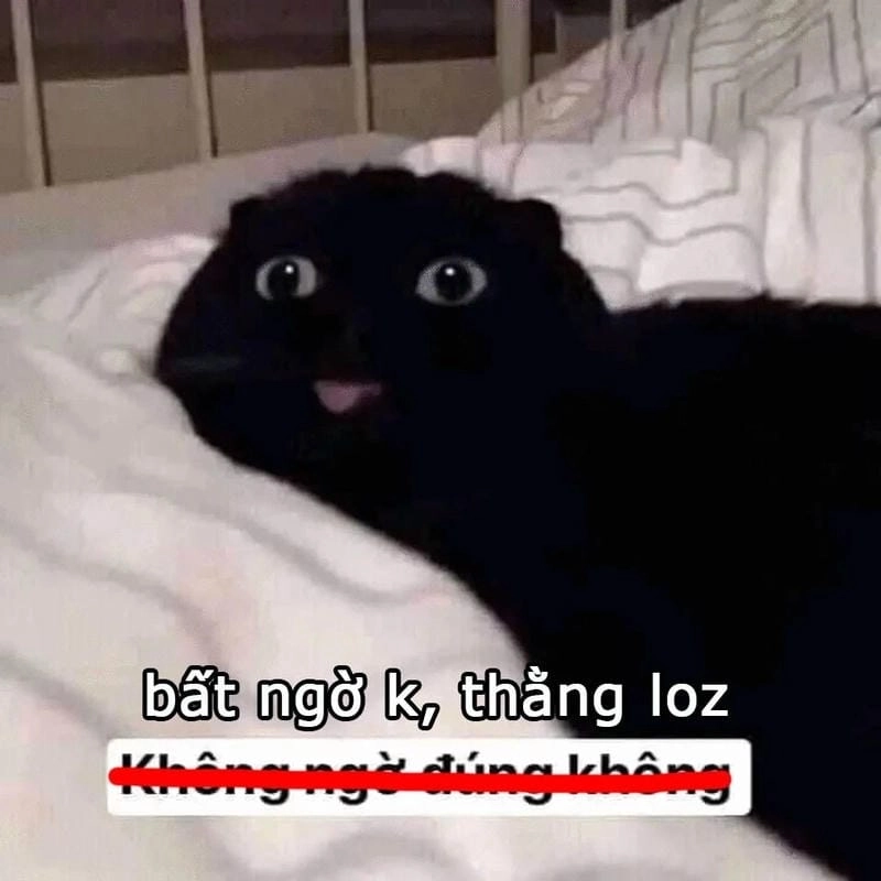 Lạc lối trong thế giới meme bất ngờ bá đạo