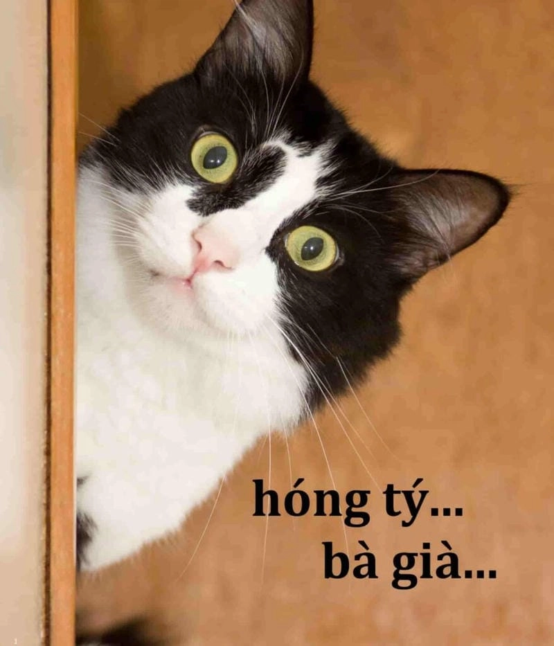Gợi ý những bức meme bất ngờ troll