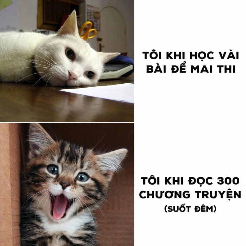Lạc lối trong meme chán giải trí