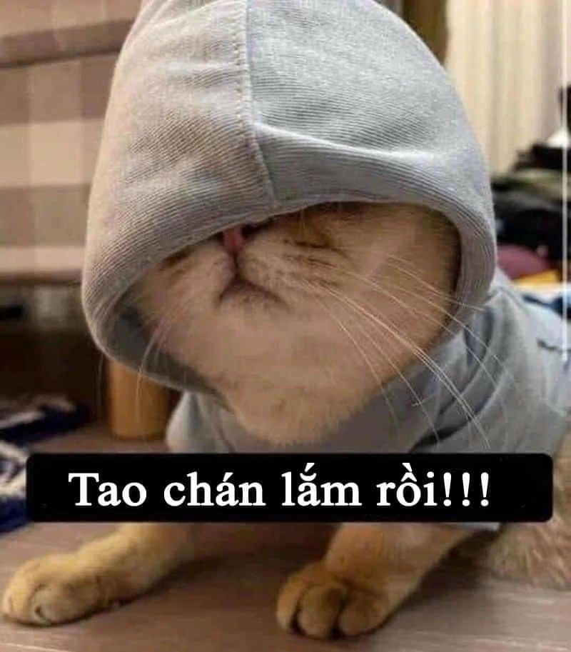 Săn lùng những khoảnh khắc meme chán troll