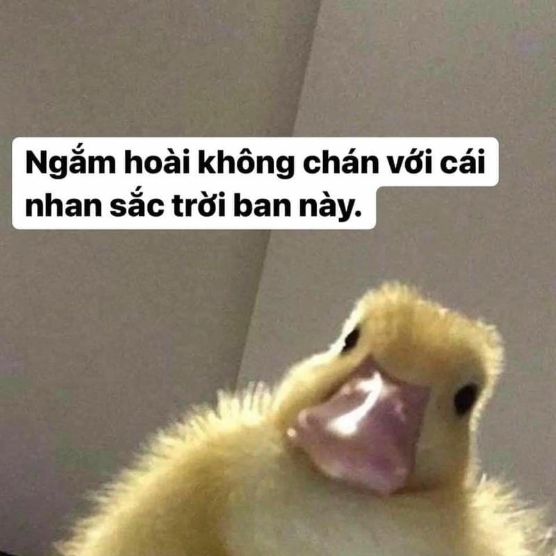 Gợi ý những bức meme chán cute