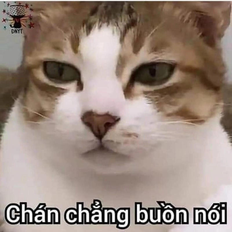 Ngắm nhìn vẻ đẹp meme chán biểu cảm