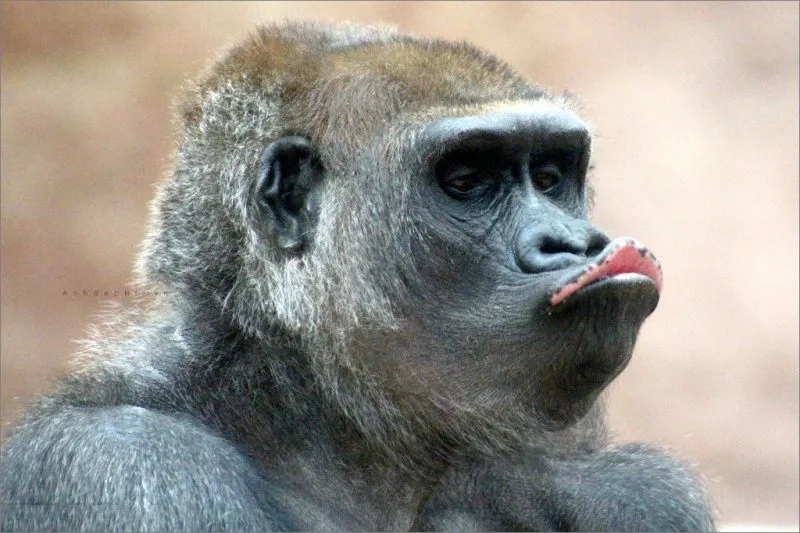 Khám phá những bức meme chu mỏ dễ thương