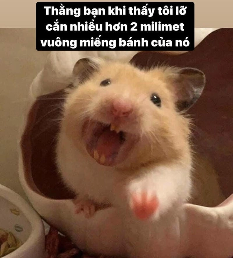 Lạc lối trong meme chuột độc đáo