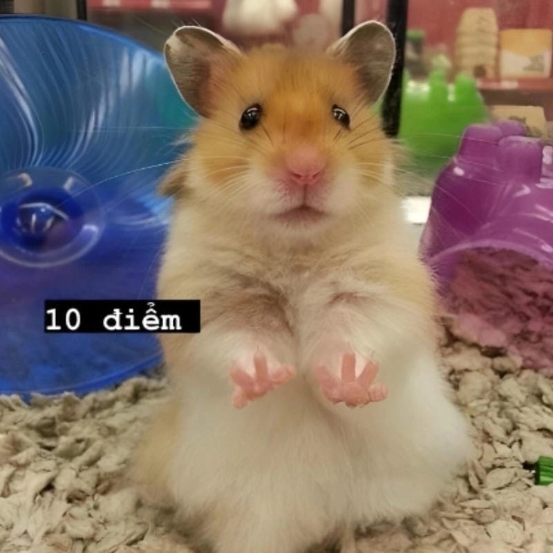 Tìm hiểu Sức hút của meme chuột