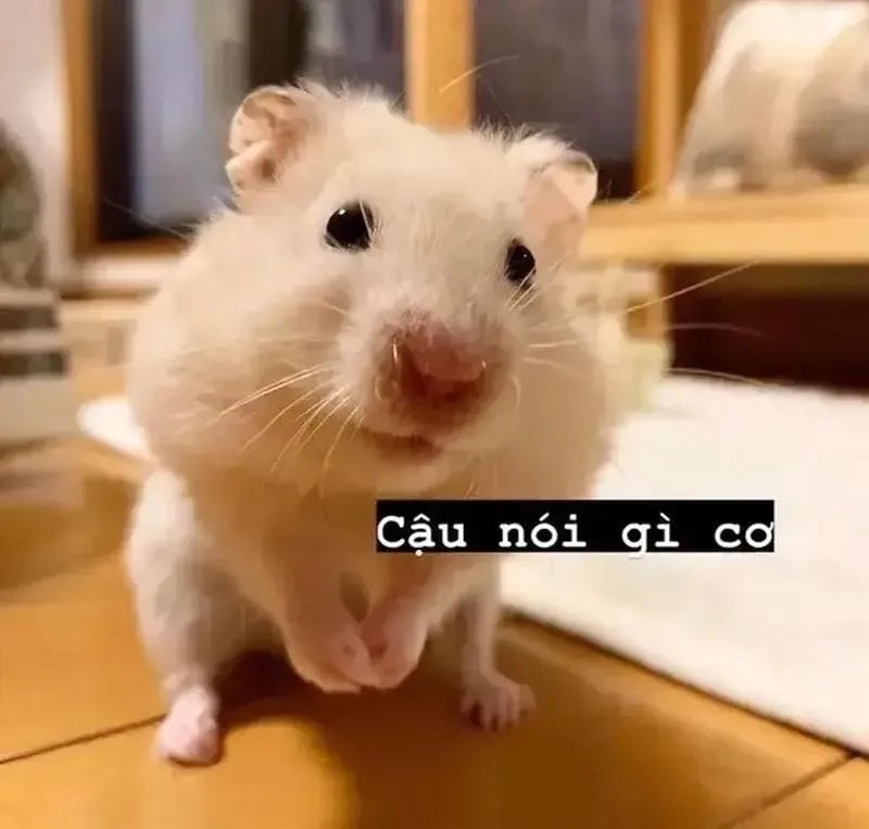 Gợi ý những bức meme chuột viral