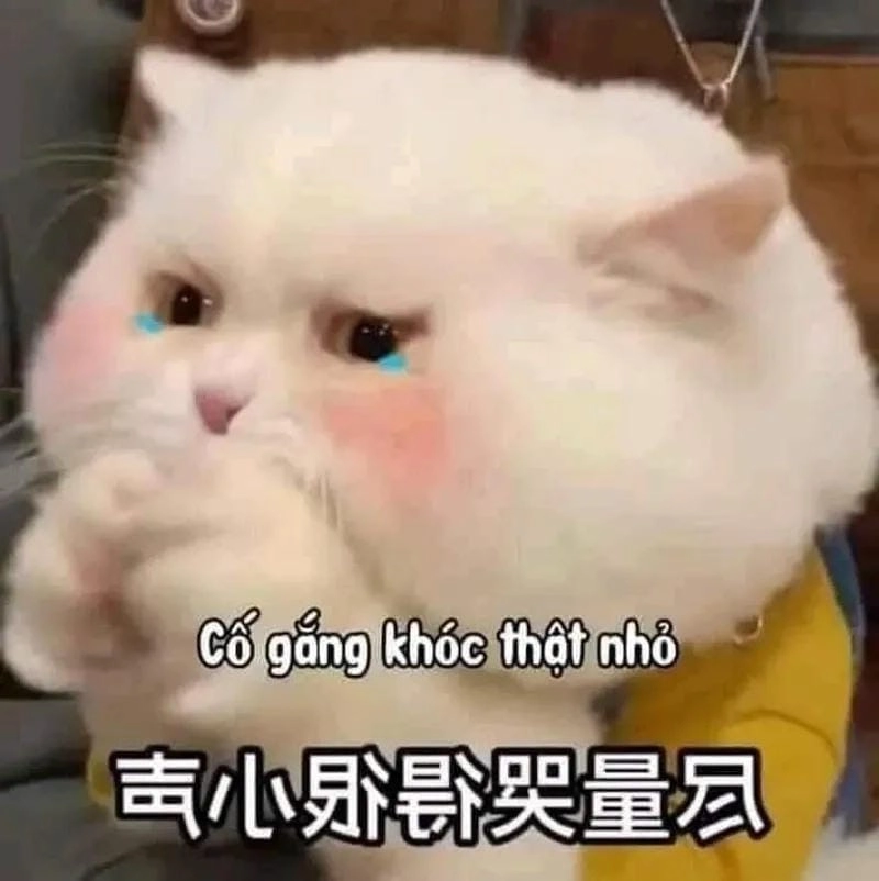 Săn lùng những khoảnh khắc meme cố lên động viên