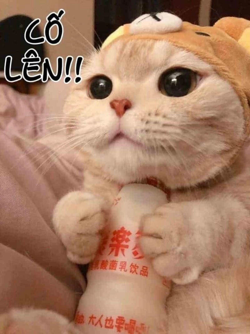 Tìm hiểu sức hút của meme cố lên