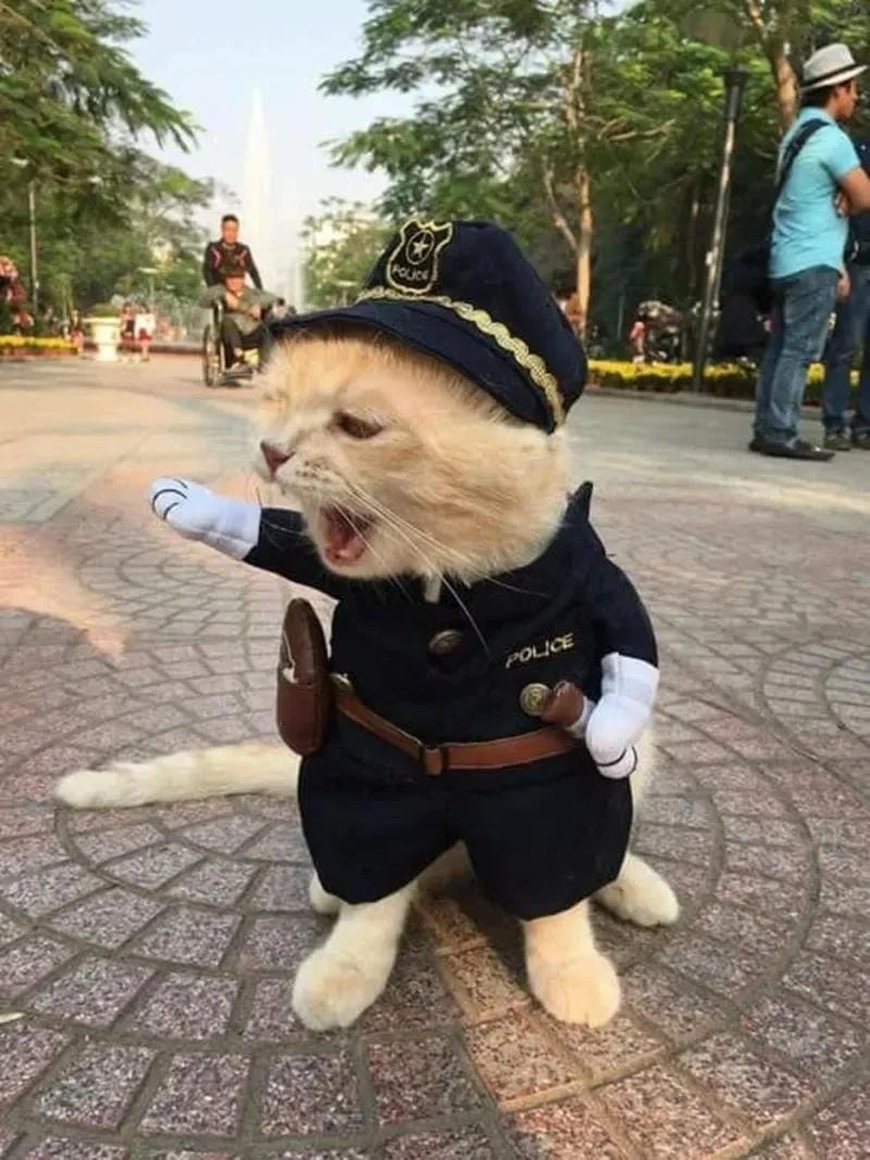 Sưu tầm những bức meme công an biểu cảm