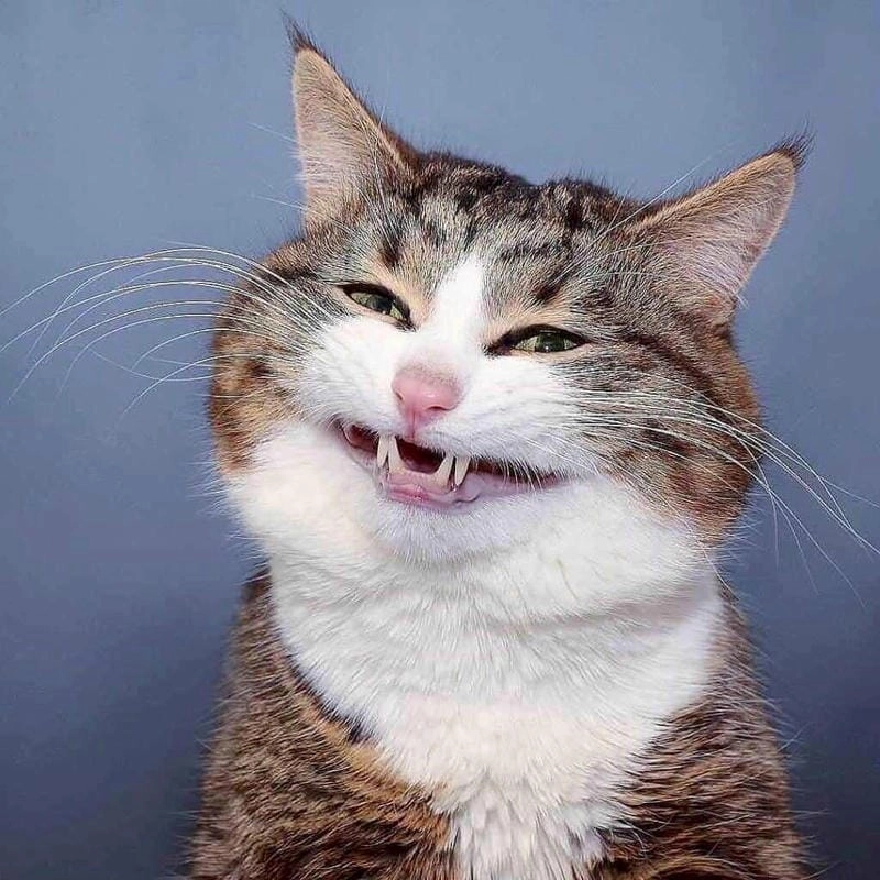 Thức dậy cùng những hình meme cười ngộ nghĩnh