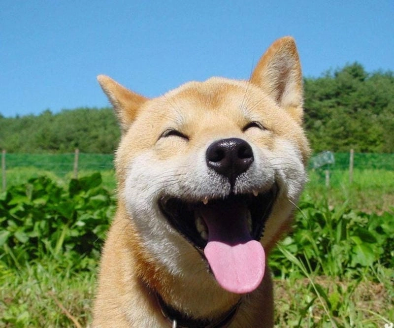 Gợi ý những bức meme cười vui nhộn