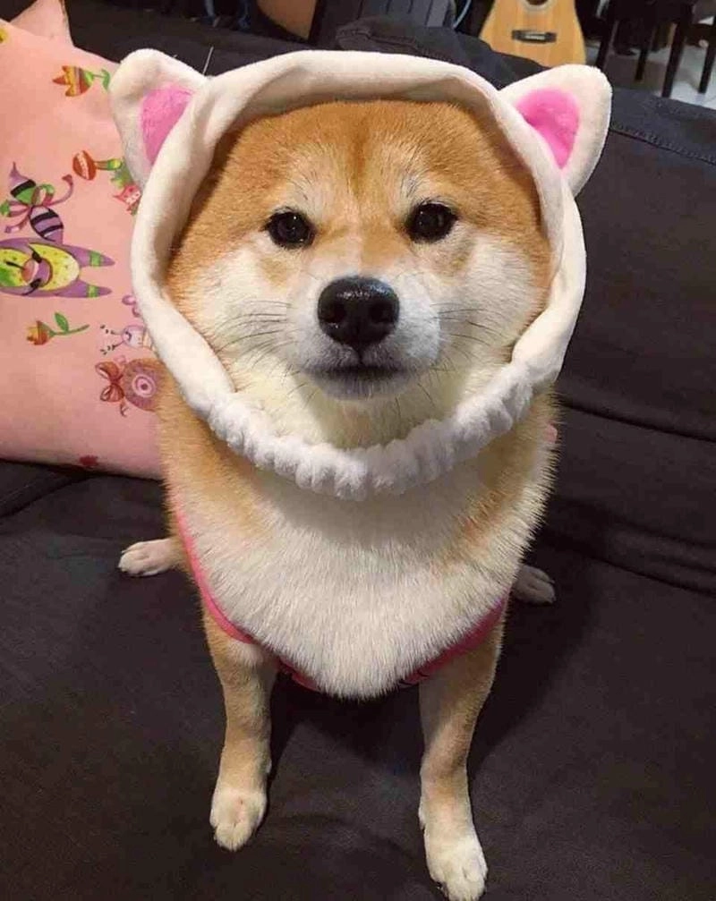 Tìm hiểu sức hút của meme cute
